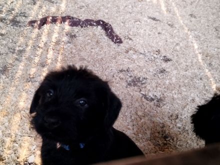 Riesenschnauzer Welpen