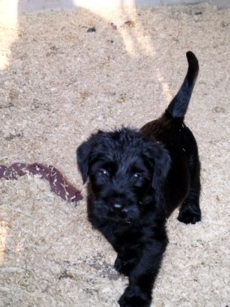 Riesenschnauzer Welpen