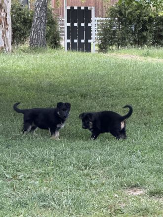 Schäferhund Rüden Welpen