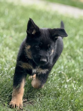 Schäferhund Rüden Welpen