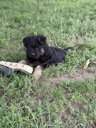 Schäferhund Rüden Welpen