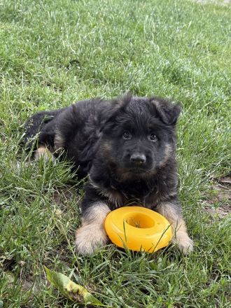 Schäferhund Rüden Welpen