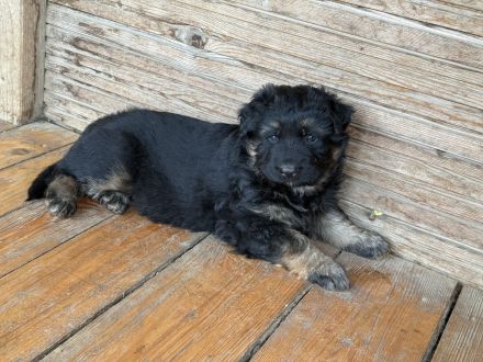 Schäferhund Rüden Welpen