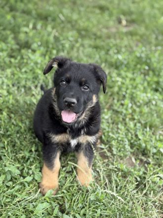 Schäferhund Rüden Welpen