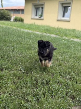 Schäferhund Rüden Welpen