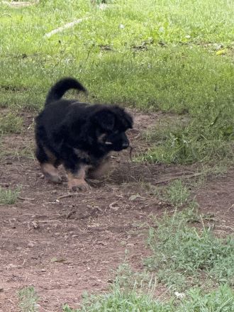 Schäferhund Rüden Welpen