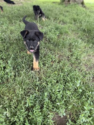 Schäferhund Rüden Welpen