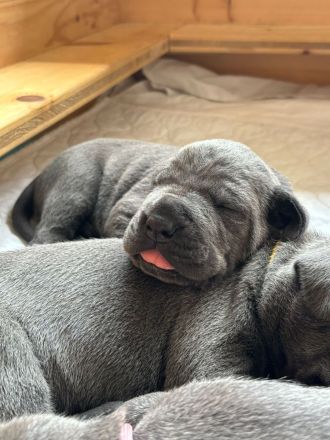 Saupacker-Welpen Wurf vom 01.06.2025 – Jetzt Termin zum Kennenlernen vereinbaren