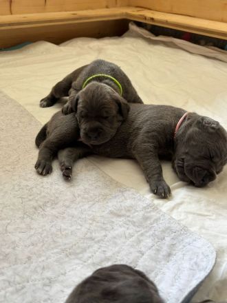 Saupacker-Welpen Wurf vom 01.06.2025 – Jetzt Termin zum Kennenlernen vereinbaren