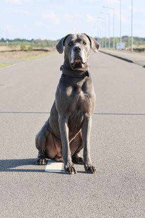 Saupacker-Welpen Wurf vom 01.06.2025 – Jetzt Termin zum Kennenlernen vereinbaren