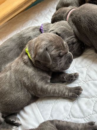 Saupacker-Welpen Wurf vom 01.06.2025 – Jetzt Termin zum Kennenlernen vereinbaren
