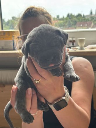 Saupacker-Welpen Wurf vom 01.06.2025 – Jetzt Termin zum Kennenlernen vereinbaren