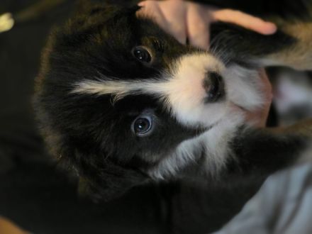 Bordercollie Aussi mix
