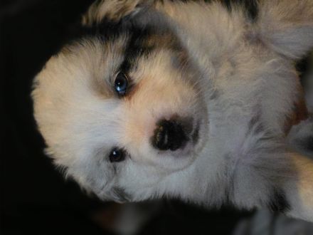 Bordercollie Aussi mix