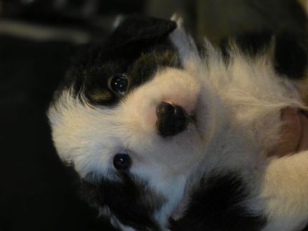Bordercollie Aussi mix