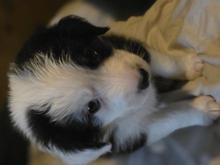 Bordercollie Aussi mix