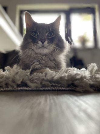 Main Coon, Mix Kater