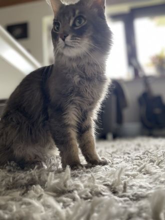 Main Coon, Mix Kater
