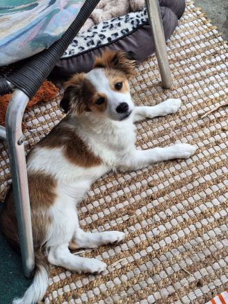 Zuckersüsse Malteser Kokoni Welpen suchen ihr Foreverhome