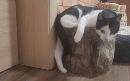 Glück im Unglück: Minouchette