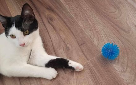 Glück im Unglück: Minouchette