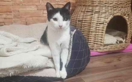 Glück im Unglück: Minouchette