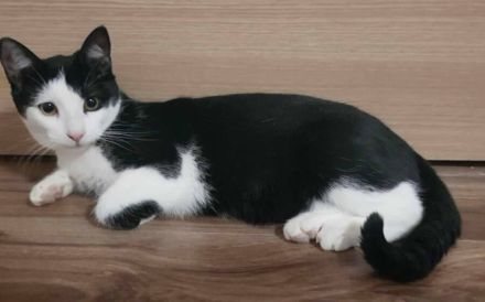 Glück im Unglück: Minouchette