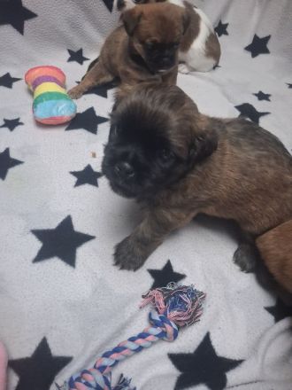 Shitzu Mops Mix Welpen