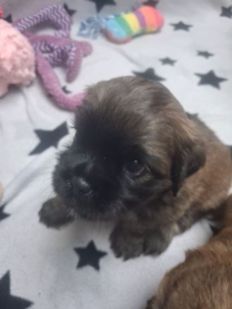Shitzu Mops Mix Welpen