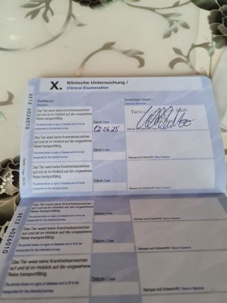 Bichon frisse Reinrassige