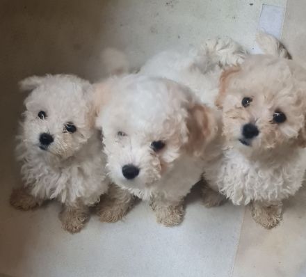 Bichon frisse Reinrassige