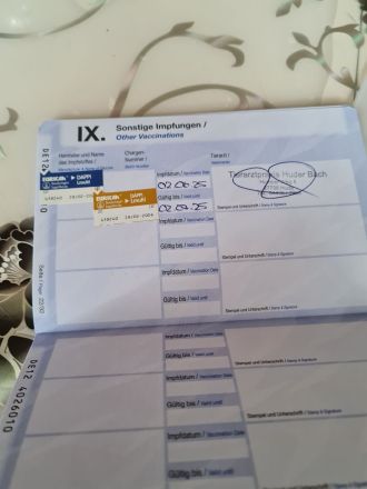 Bichon frisse Reinrassige