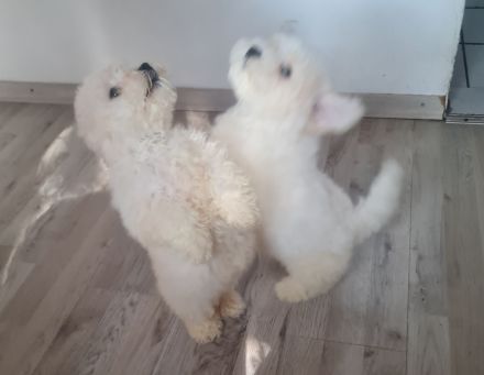 Bichon frisse Reinrassige