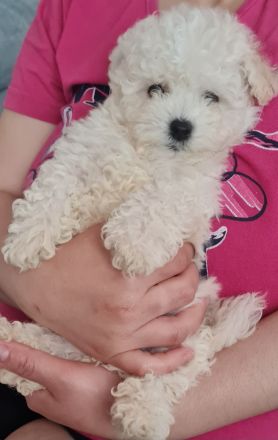 Bichon frisse Reinrassige