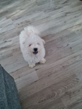 Bichon frisse Reinrassige