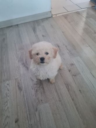 Bichon frisse Reinrassige