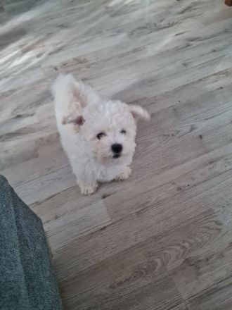 Bichon frisse Reinrassige