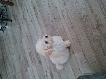 Bichon frisse Reinrassige