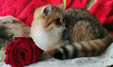 Reinrassige BKH Kitten mit Stammbaum von Champion Eltern SOFORT ABGABEBEREIT 3 Mädchen noch frei