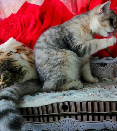 Reinrassige BKH Kitten mit Stammbaum von Champion Eltern SOFORT ABGABEBEREIT 3 Mädchen noch frei