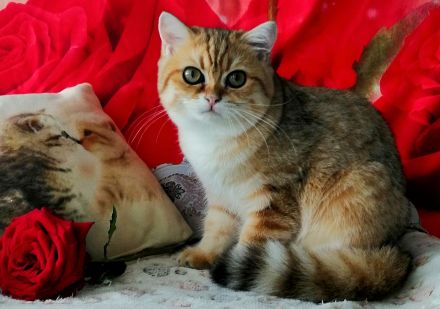 Reinrassige BKH Kitten mit Stammbaum von Champion Eltern SOFORT ABGABEBEREIT 3 Mädchen noch frei