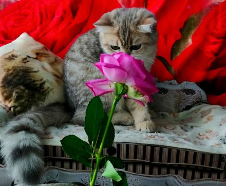 Reinrassige BKH Kitten mit Stammbaum von Champion Eltern SOFORT ABGABEBEREIT 3 Mädchen noch frei