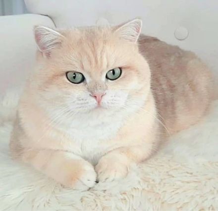 Reinrassige BKH Kitten mit Stammbaum von Champion Eltern SOFORT ABGABEBEREIT 3 Mädchen noch frei