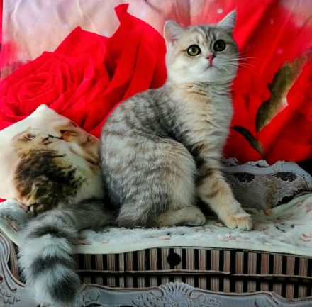 Reinrassige BKH Kitten mit Stammbaum von Champion Eltern SOFORT ABGABEBEREIT 3 Mädchen noch frei