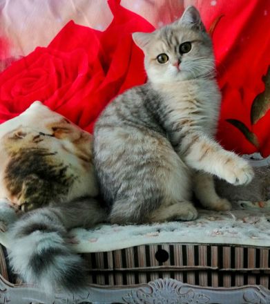 Reinrassige BKH Kitten mit Stammbaum von Champion Eltern SOFORT ABGABEBEREIT 3 Mädchen noch frei