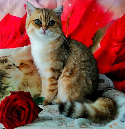 Reinrassige BKH Kitten mit Stammbaum von Champion Eltern SOFORT ABGABEBEREIT 3 Mädchen noch frei