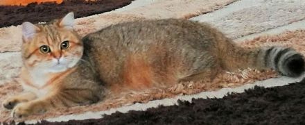 Reinrassige BKH Kitten mit Stammbaum von Champion Eltern SOFORT ABGABEBEREIT 3 Mädchen noch frei