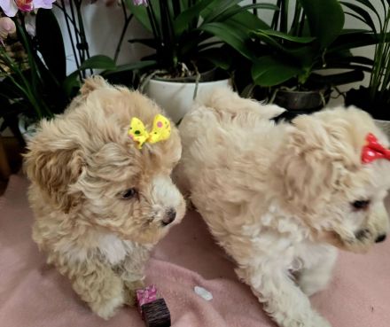 Süße Maltipoo Welpen