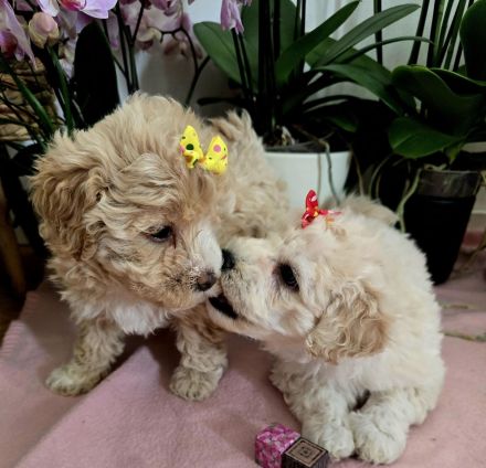 Süße Maltipoo Welpen