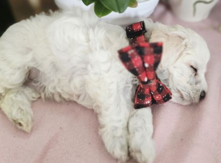 Süße Maltipoo Welpen